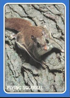 Flying Squirrel