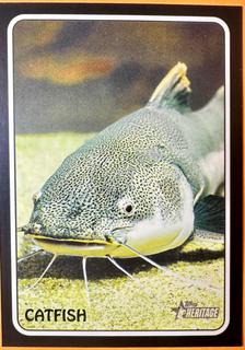 Catfish
