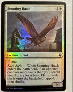 Scouting Hawk