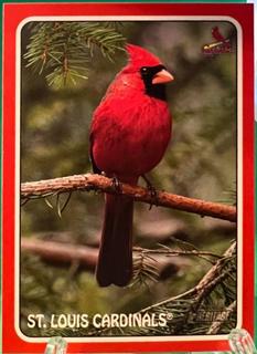 St. Louis Cardinals