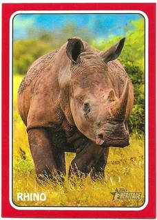 Rhino