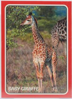 Baby Giraffe
