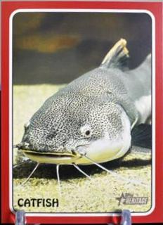 Catfish