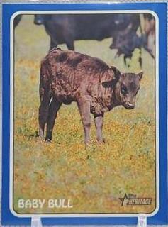 Baby Bull