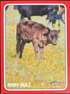Baby Bull