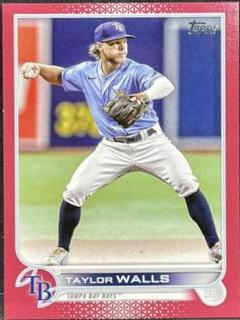Taylor Walls