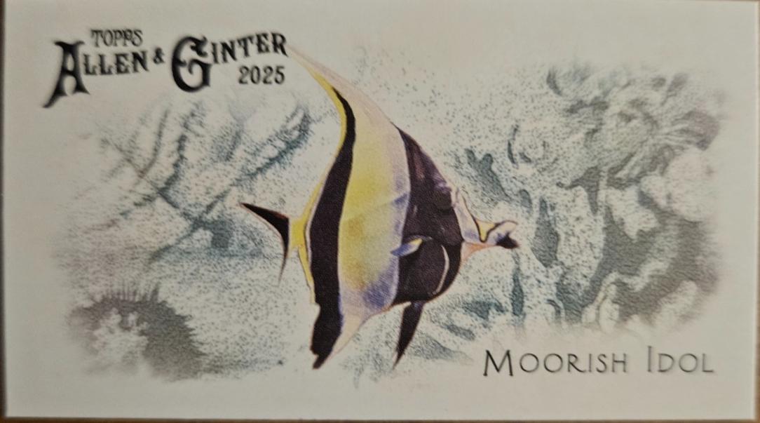 Moorish Idol #FGW-32