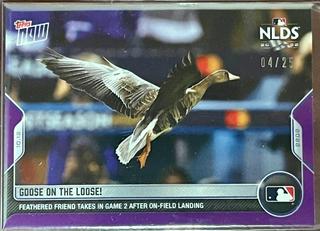 Goose On The Loose!
