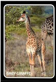 Baby Giraffe