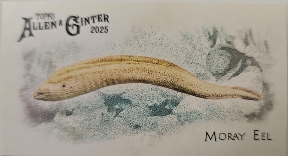 Moray Eel #FGW-28