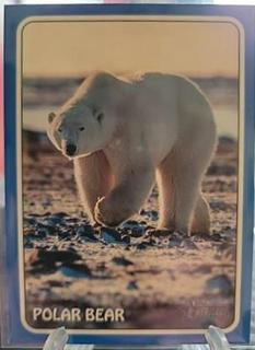 Polar Bear