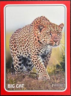 Big Cat