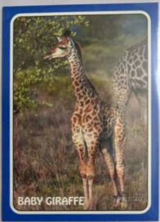 Baby Giraffe