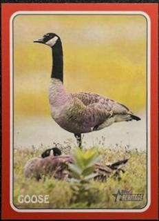 Goose
