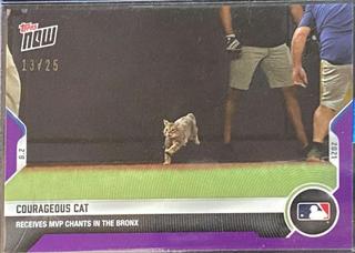 Courageous Cat
