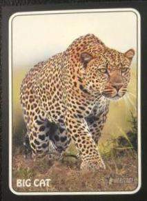 Big Cat