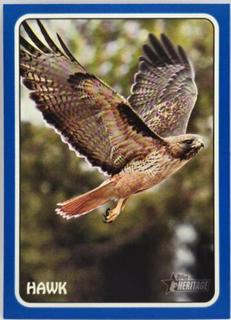 Hawk