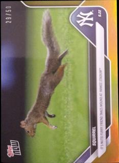 Squirrel