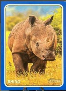 Rhino