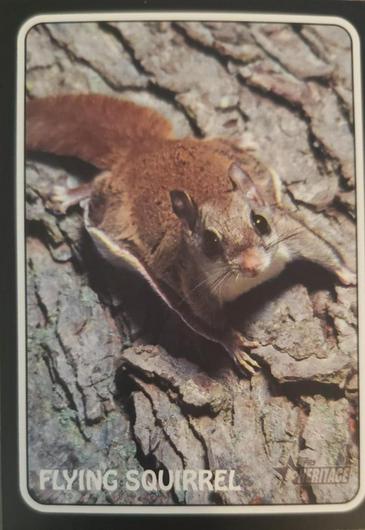 Flying Squirrel #75Z-10 Cover Art