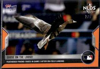 Goose On The Loose!