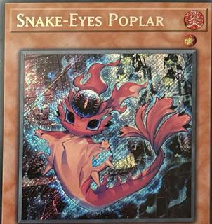 Snake-Eyes Poplar 25LP-EN002
