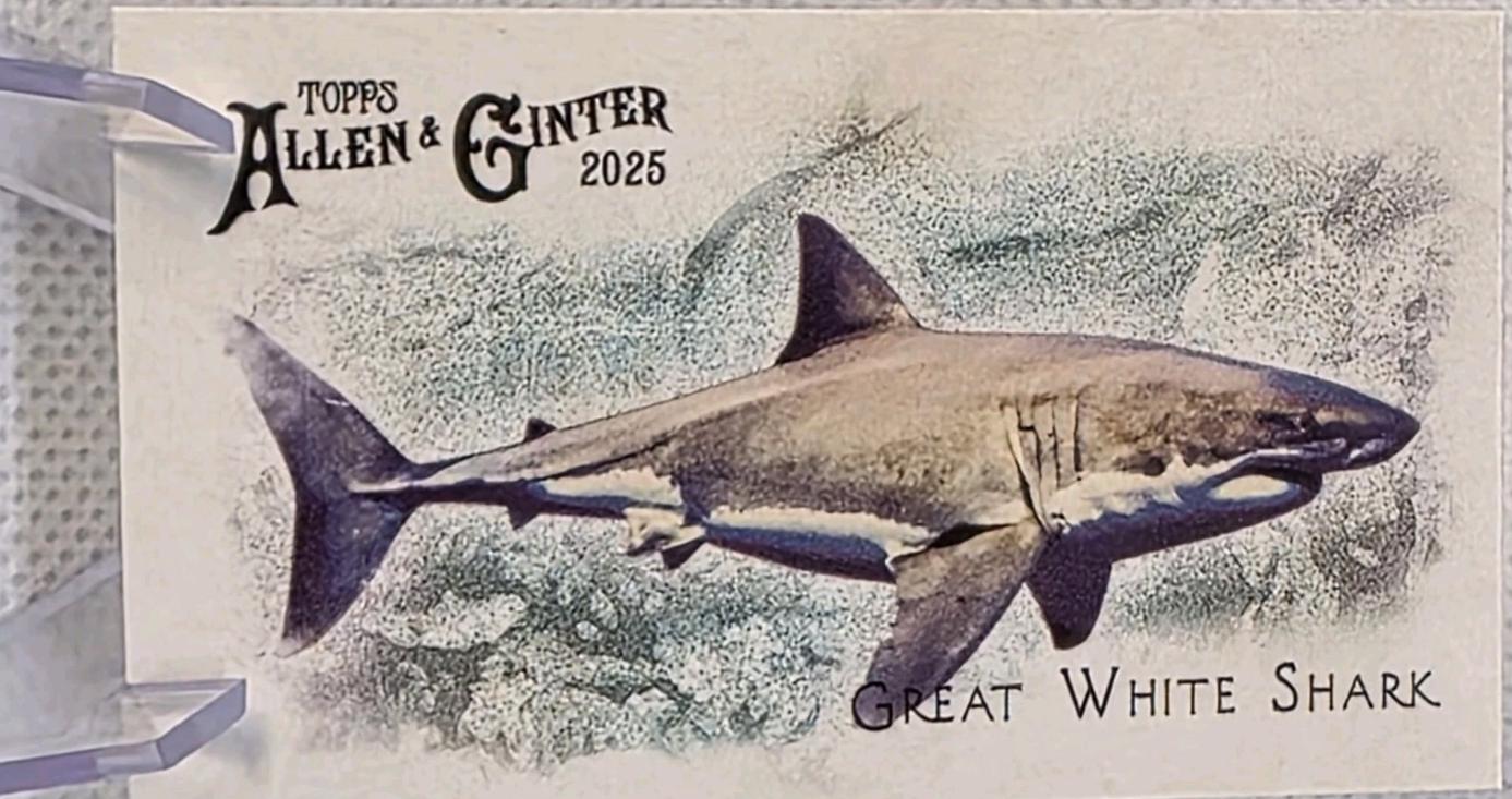 Great White Shark #FGW-2 Prices | 2025 Topps Allen and Ginter 50