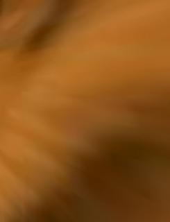 Andy Dalton