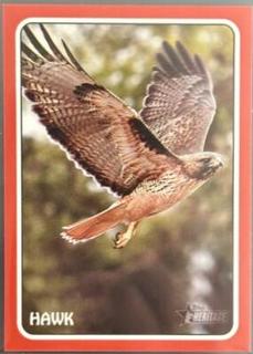 Hawk