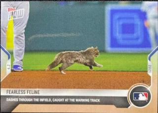 Fearless Feline