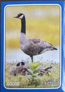 Goose