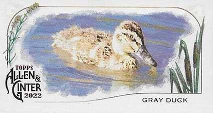 Gray Duck #MD-9 Baseball Cards 2022 Topps Allen & Ginter Mini Ducks