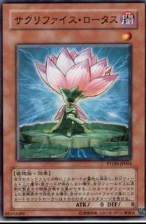 Samsara Lotus PTDN-JP004
