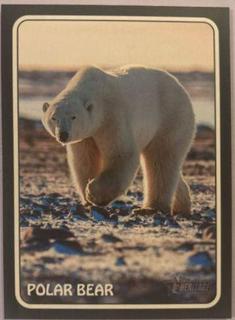 Polar Bear