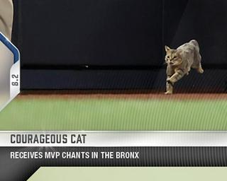 Courageous Cat