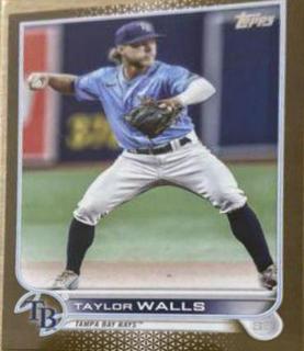 Taylor Walls