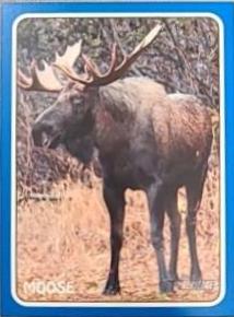 Moose