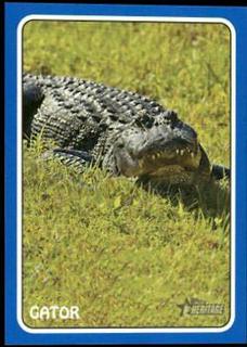 Gator