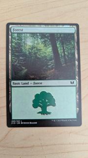 Forest