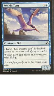 Welkin Tern