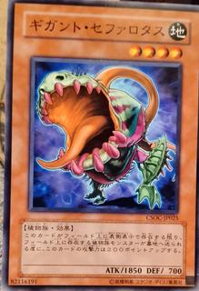 Gigantic Cephalotus CSOC-JP025