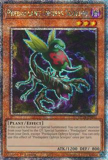 Predaplant Ophrys Scorpio MP24-EN041