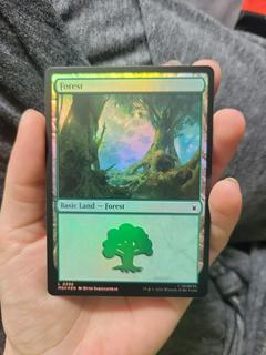 Forest