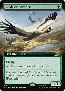 Birds of Paradise