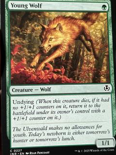 Young Wolf
