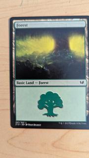 Forest