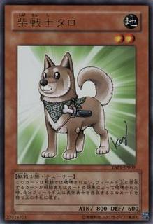 Shiba-Warrior Taro YAP1-JP009
