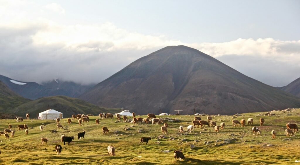 An open green field with sheep all over and some small white tent-like structures. There’s a large mountain in the background.