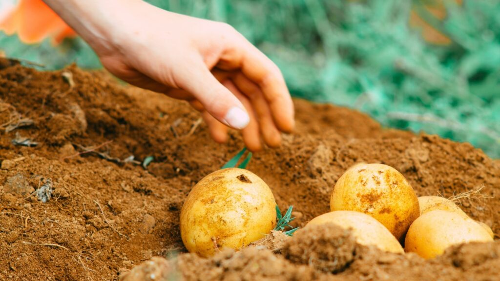 A person's hand reaches out to pick up potatoes from the soil