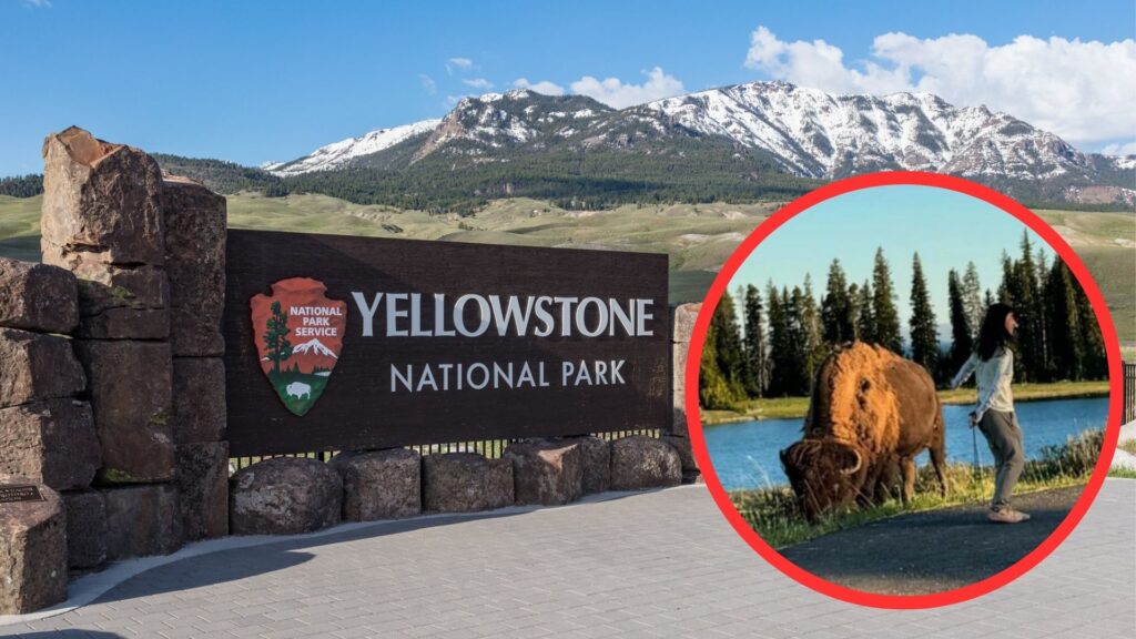 A stone entrance sign at Yellowstone National Park with the park's logo and a tourist stands dangerously close to a large bison